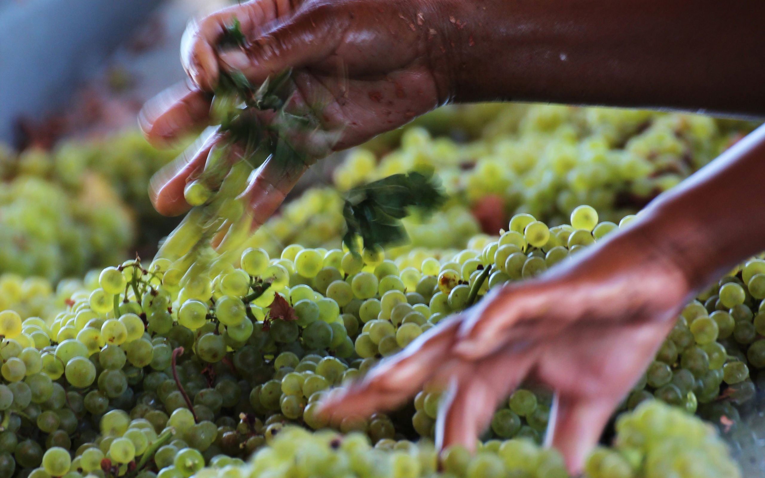 Cernita delle uve, una fase importante per la produzione di un buon vino Cernita delle uve, una fase importante per la produzione di un buon vino